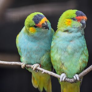 Purple-crowned Lorikeets