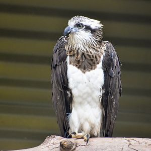 Eastern Osprey