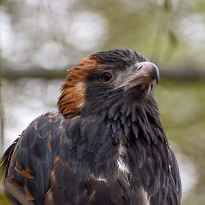 Black-breasted Buzzard