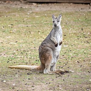 Common Wallaroo