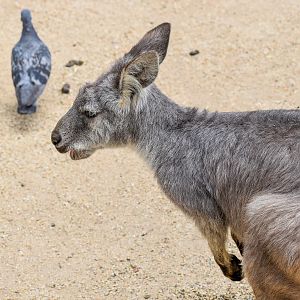 Common Wallaroo