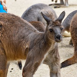 Kangaroo Island Kangaroo