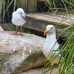 Gull Size Comparison: Silver and Pacific Gull