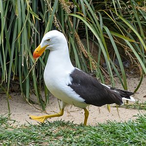 Pacific Gull