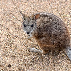 Parma Wallaby