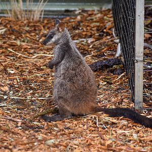 Brush-tailed Rock-Wallaby joey