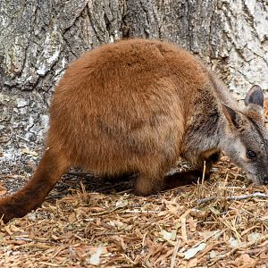 Brush-tailed Rock-Wallaby