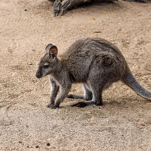 Bennett's Wallaby