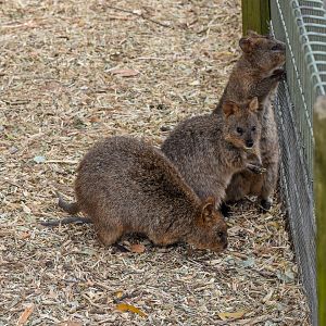 Quokkas