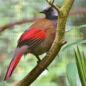 Red-winged Laughingthrush (Trochalopteron formosum)