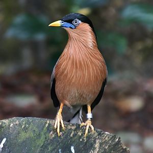 Brahminy Starling (Sturnia pagodarum)