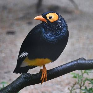 Yellow-faced Myna (Mino dumontii)