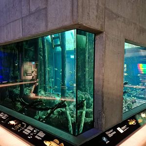 Central aquarium, Baltic Sea Science Center