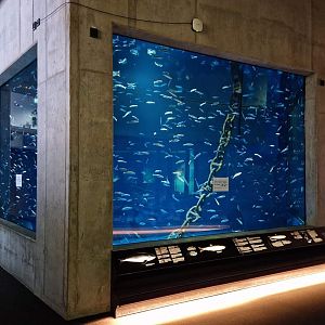 Atlantic herring aquarium, Baltic Sea Science Center