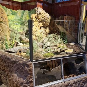 Bank vole exhibit, Children zoo
