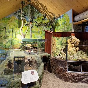 Black rat, Bank Vole exhibits