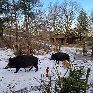 Wild Boar family