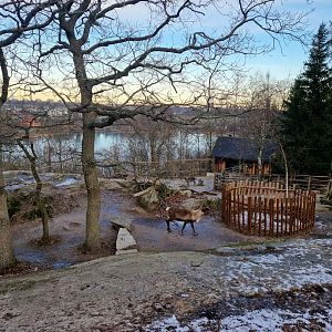 Reindeer exhibit