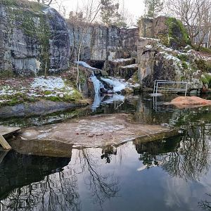 Harbour Seal exhibit