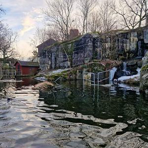 Harbour Seal exhibit