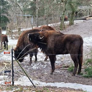 Wisent/Wild Boar mixed exhibit