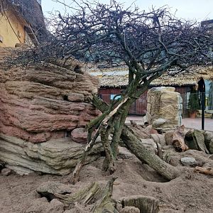 Meerkat exhibit