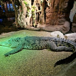 Cuban crocodile