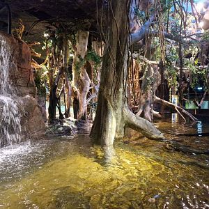 Cuban crocodile exhibit