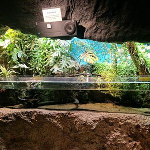 Electric Eels exhibit