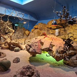 Dwarf Mongoose exhibit