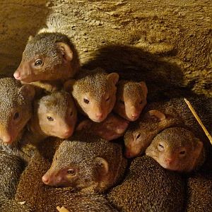 Dwarf Mongoose underground viewing