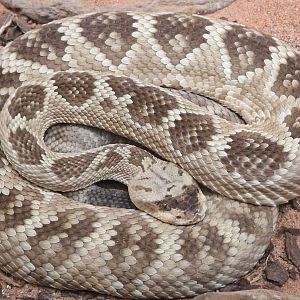 Northern Black-tailed Rattlesnake