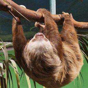 Hoffmann's Two-toed Sloth