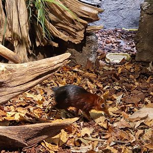 Black and Rufous Sengi