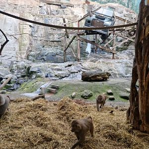 Hamadryas Baboon exhibit
