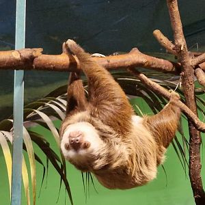 Hoffmann's Two-toed Sloth