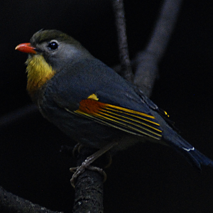 Red-Billed Mesia - Berlin Tierpark 2022