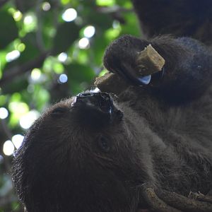 Linnaeus’ Two Toed Sloth