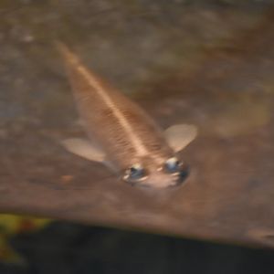 Four-eyed fish