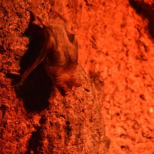 Common Vampire Bat