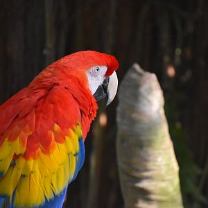 Scarlet Macaw