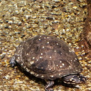 Spotted turtle