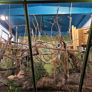Kikuyu Guereza indoor exhibit