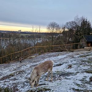 Reindeers overlooking the Fjord