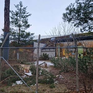 Domestic Cat outdoor exhibit