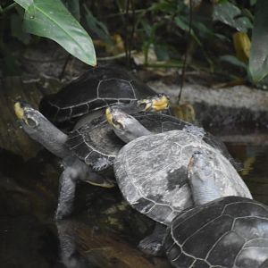 Yellow spotted river turtle