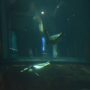 Diving penguins