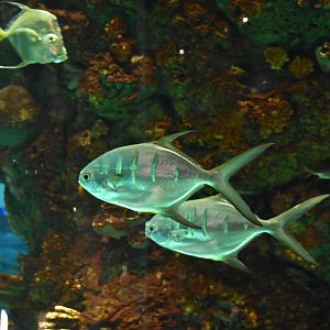 Palometa & Lookdowns