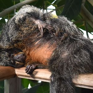 White-faced Saki Monkey lounging