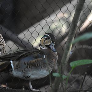 Baikal Teal